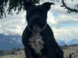 Recherche male Staffordshire Bull Terrier pour une saillie