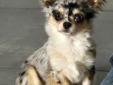 Mâle Chihuahua disponible pour saillie