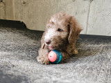1 chiot Bedlington Terrier à vendre