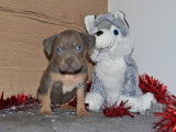 Chiots American Bully XL à vendre