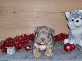 Chiots American Bully XL à vendre