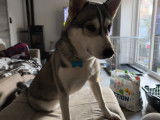 Husky de 8 mois non stérilisé à vendre