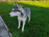 Husky de 8 mois non stérilisé à vendre