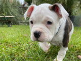1 magnifique  chiots American Bully à vendre