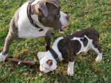 1 magnifique  chiots American Bully à vendre