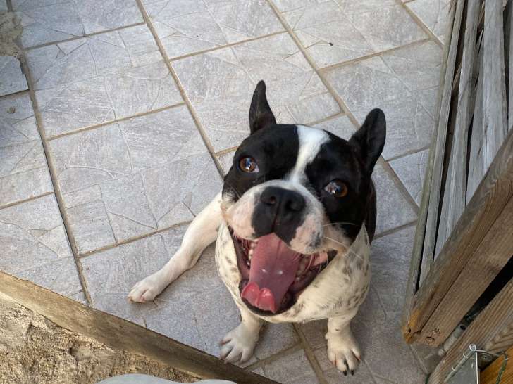 Jeune femelle adulte Bouledogue Français à adopter