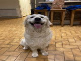 Mâle Golden Retriever disponible pour saillie