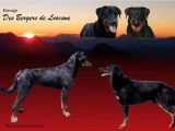 Chiots Beauceron LOF disponibles fin janvier