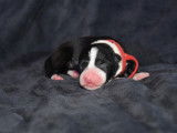 Chiots Border Collie de troupeau LOF à vendre