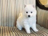 Exceptionnels chiots Pomsky toy à vendre