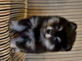 Exceptionnels chiots Pomsky toy à vendre