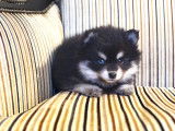 Exceptionnels chiots Pomsky toy à vendre