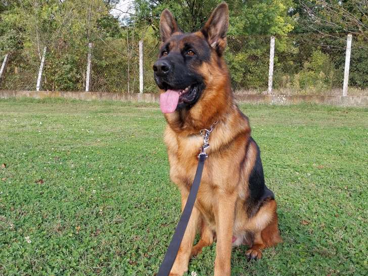 Mâle Berger Allemand disponible pour saillie