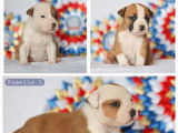 5 chiots American Staffordshire Terriers LOF à réserver