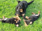 À vendre : 7 chiots mâles Beaucerons LOF