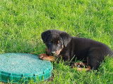 À vendre : 7 chiots mâles Beaucerons LOF