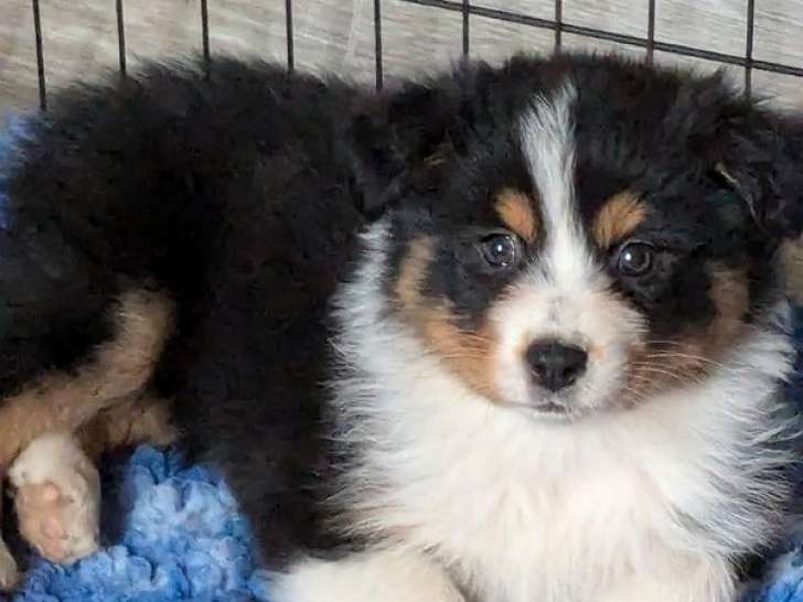 2 chiots femelles Bergers Australiens LOF à vendre