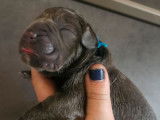 À réserver : 8 chiots Cane Corso LOF