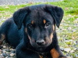 2 chiots Beaucerons LOF disponibles à la vente