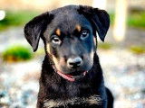 2 chiots Beaucerons LOF disponibles à la vente