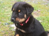 2 chiots Beaucerons LOF disponibles à la vente