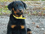 2 chiots Beaucerons LOF disponibles à la vente