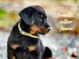 2 chiots Beaucerons LOF disponibles à la vente