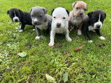 9 chiots American Staffordshire Terriers LOF disponibles &agrave; la r&eacute;servation