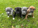 9 chiots American Staffordshire Terriers LOF disponibles &agrave; la r&eacute;servation