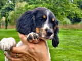 2 chiots English Springers Spaniels LOF