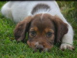 2 chiots English Springers Spaniels LOF