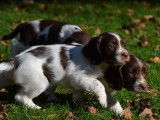 2 chiots English Springers Spaniels LOF
