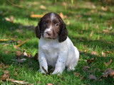 À vendre : 2 chiots mâles English Springers Spaniels LOF