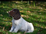 À vendre : 2 chiots mâles English Springers Spaniels LOF