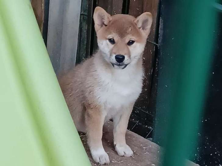 2 chiots Shiba Inu LOF disponibles à la vente