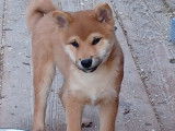 2 chiots Shiba Inu LOF disponibles à la vente