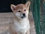 2 chiots Shiba Inu LOF disponibles à la vente