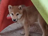 2 chiots Shiba Inu LOF disponibles à la vente