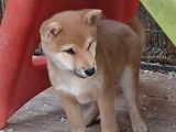 2 chiots Shiba Inu LOF disponibles à la vente