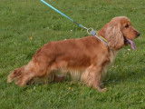 Chien mâle Cocker Anglais Fauve LOF disponible pour saillie