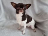 À vendre une chienne Chihuahua LOF de 3 ans