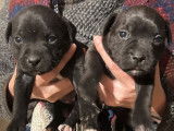 6 chiots Staffordshire Bull Terriers LOF disponibles à la réservation