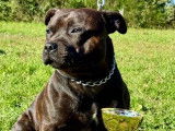 6 chiots Staffordshire Bull Terriers LOF disponibles à la réservation