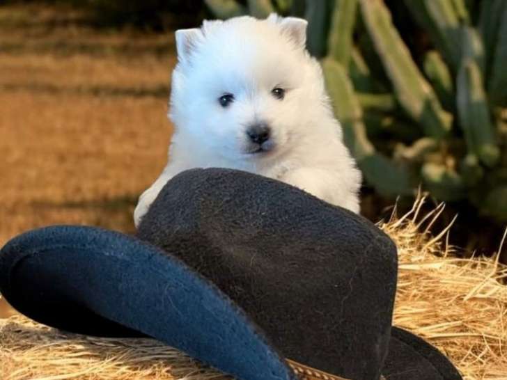 2 chiots mâles Spitz Japonais LOF disponibles à la réservation