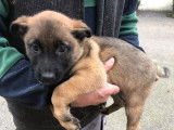 Chiot femelle Berger Belge Malinois LOF à réserver
