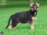 Chiot femelle Berger Allemand LOF disponible à la vente