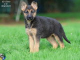Chiot femelle Berger Allemand LOF disponible à la vente