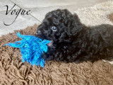 Chiots Caniche Toy noir bouclé