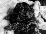 Chiots Caniche Toy noir bouclé