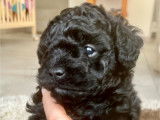 Chiots Caniche Toy noir bouclé